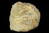 Fossil Crinoid (Zeacrinites) - Alabama #122381-1